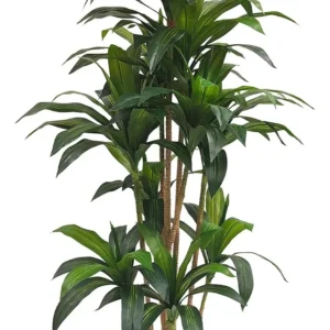 Planta Palo de Brasil, 1.50 mts aprox. en maceta cilindrica color chocolate.