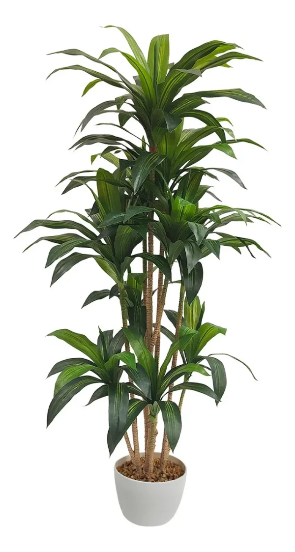 Planta Palo de Brasil, 1.50 mts aprox. en maceta cilindrica color chocolate.